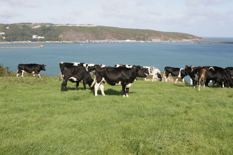 SCC Management & Selective Dry Cow Therapy (SDCT)