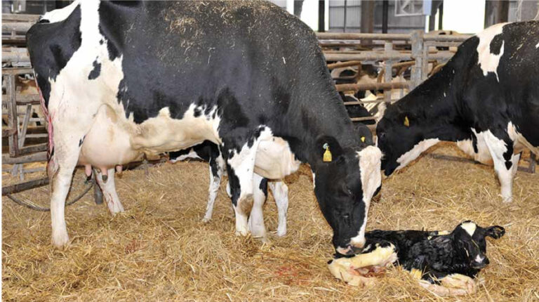 The Calving Cow