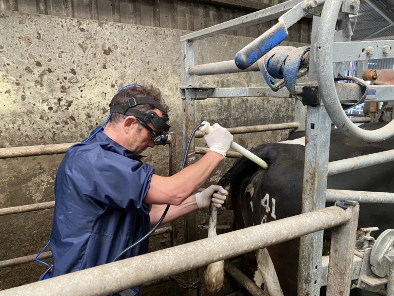 Practical Bovine Reproductive Ultrasonography