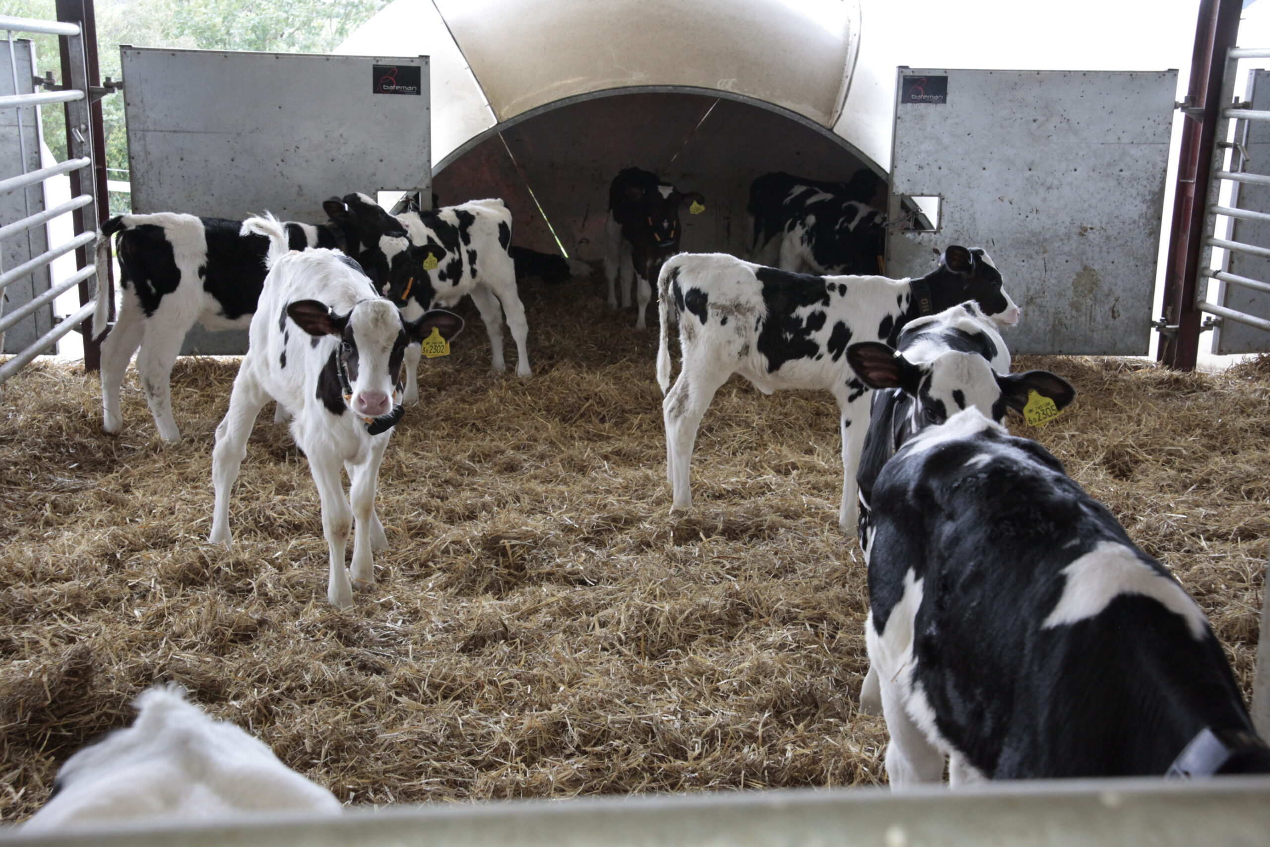 Transition Milk Trial Conducted at Welsh Dairy Farm – February 2024