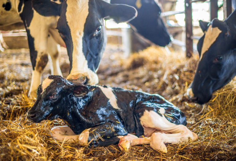 Bovine Colostrum Management