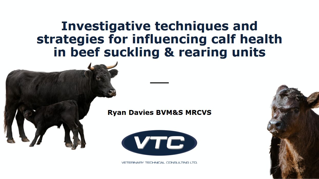 Strategies to Improve Calf Health in Beef Units